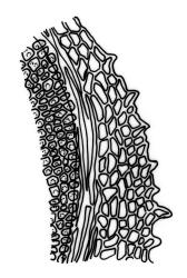 Fissidens  megalotis subsp. megalotis, laminal cells, margin of vaginant lamina in proximal region. Drawn from J.E. Beever 34-05, CHR 535753.
 Image: R.C. Wagstaff © Landcare Research 2014 